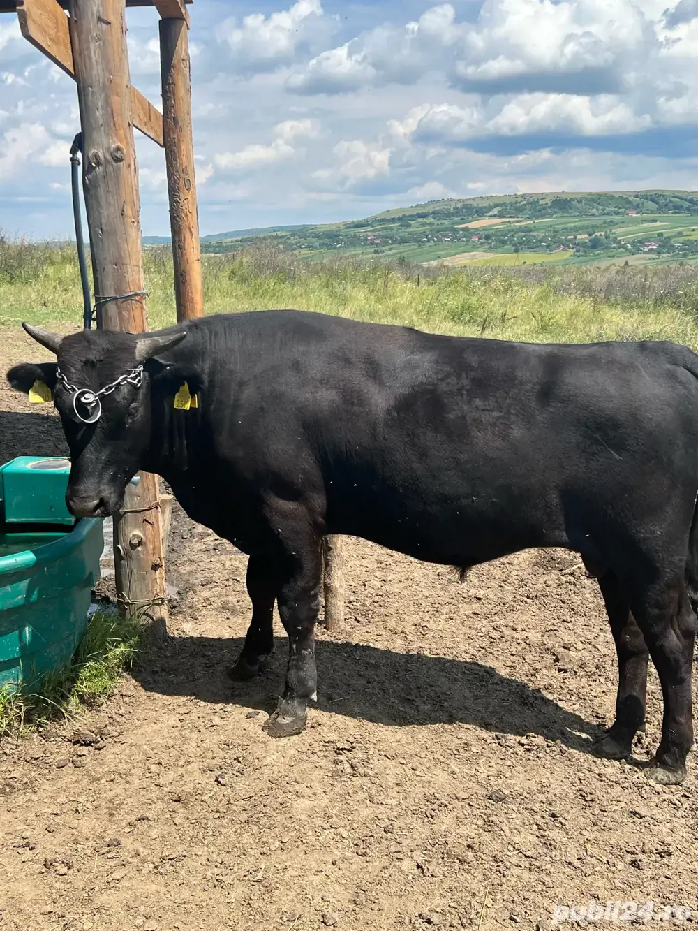 Wagyu Vaca Japoneza  Wagyu Vaca Japoneza