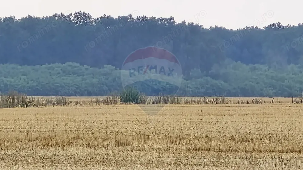 Teren intravilan Buftea, langa Padurea Mocanului