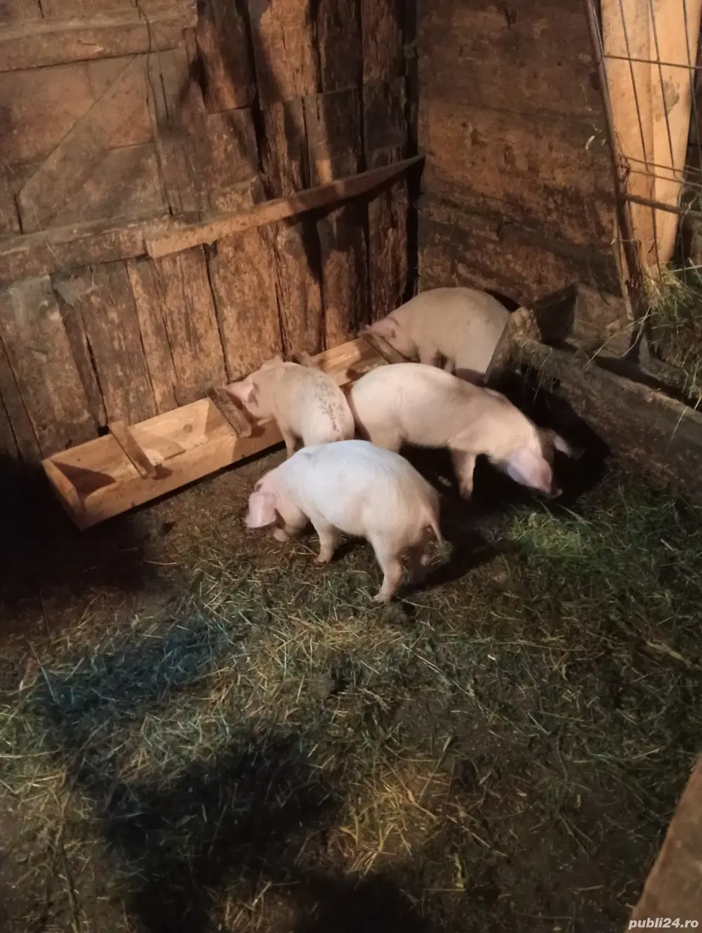 vând purcei 3 masculi castrați și o femela 