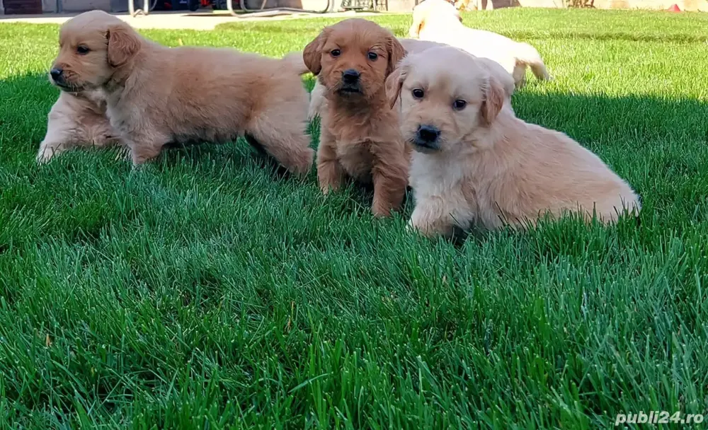 pui golden retriever 