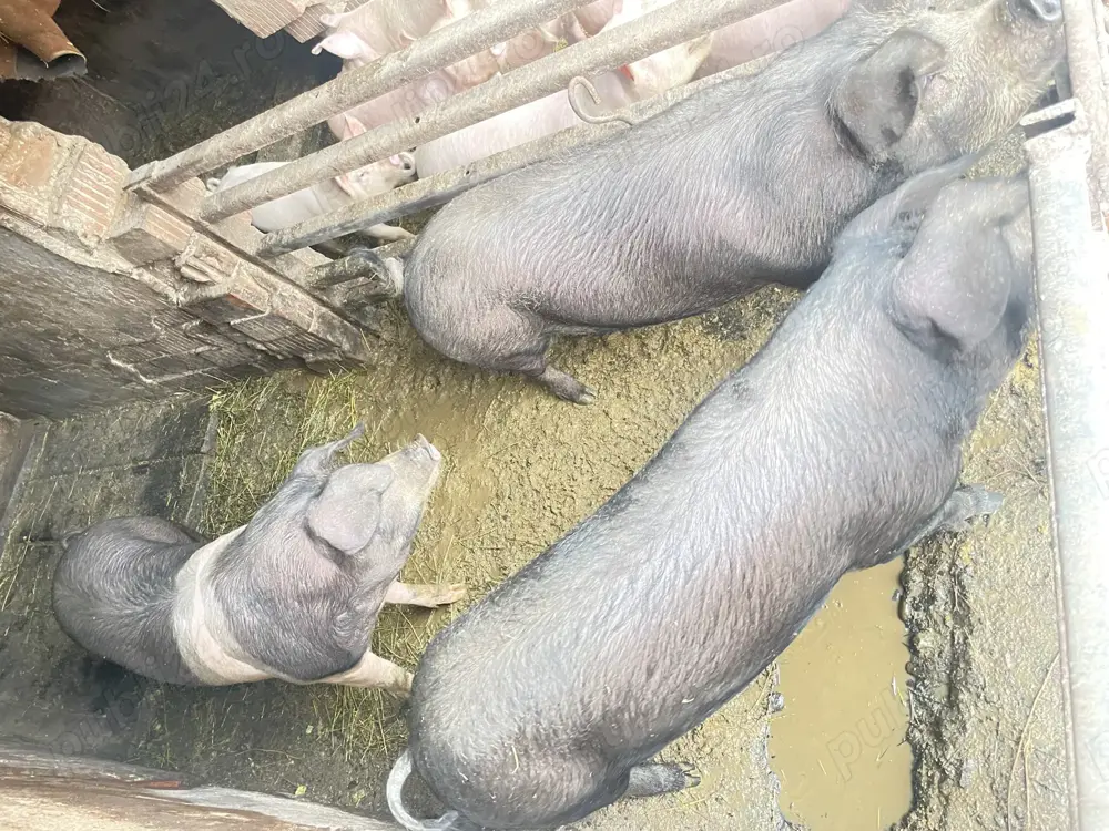 Porc de casă Porc de casă