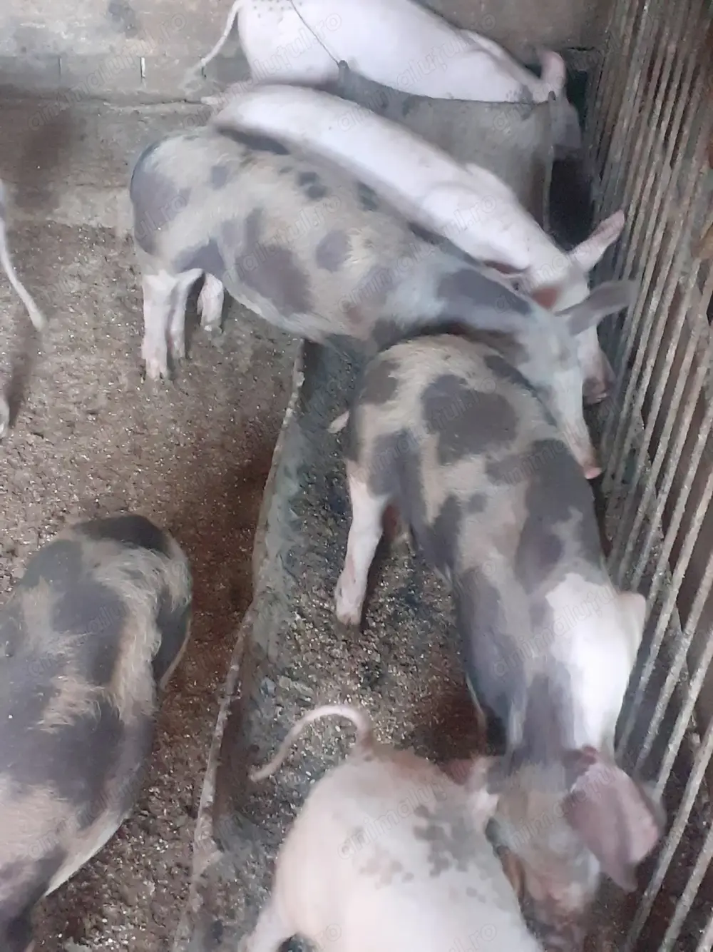 Purcei de vanzare  Purcei de vanzare