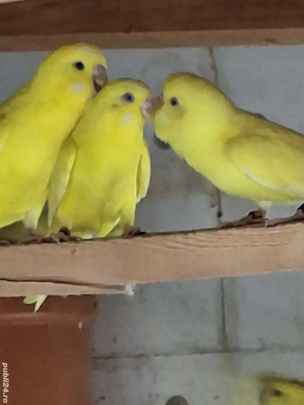 De vânzare  De vânzare