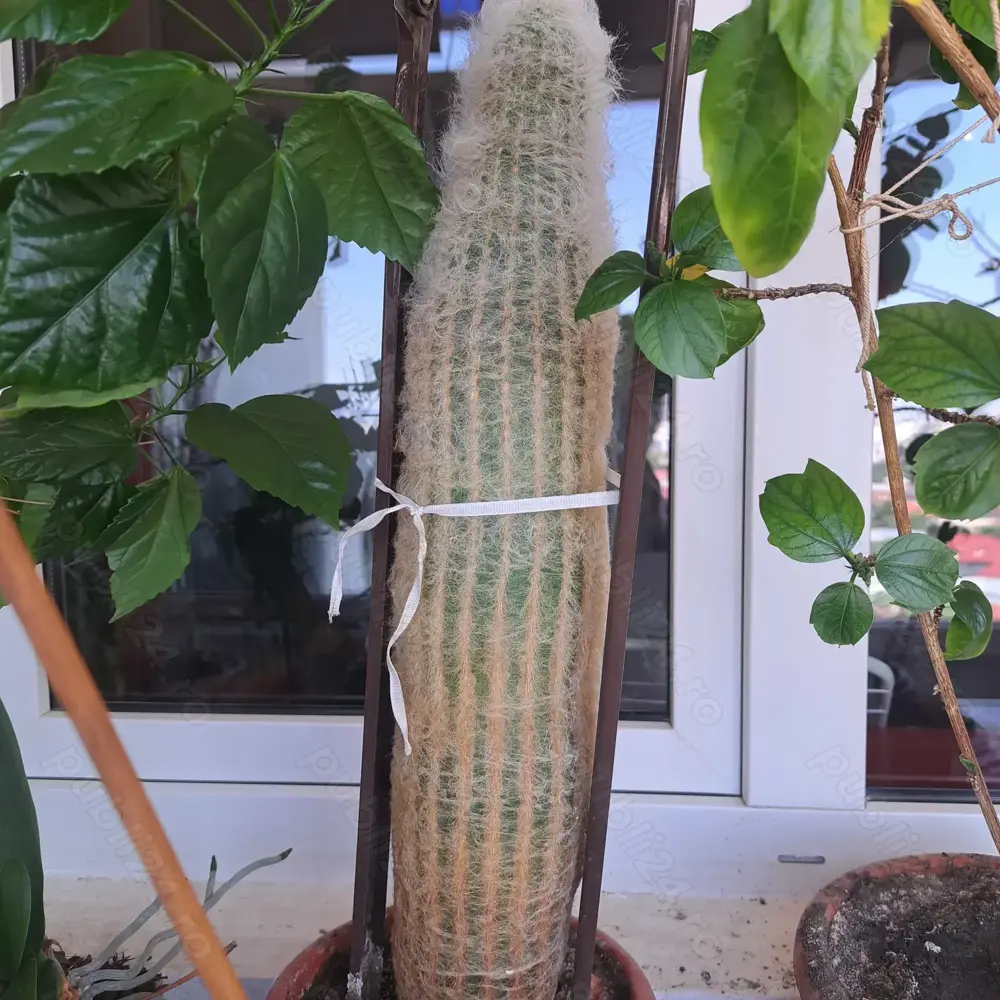 vand Cephalocereus senilis (cactusul pufos)