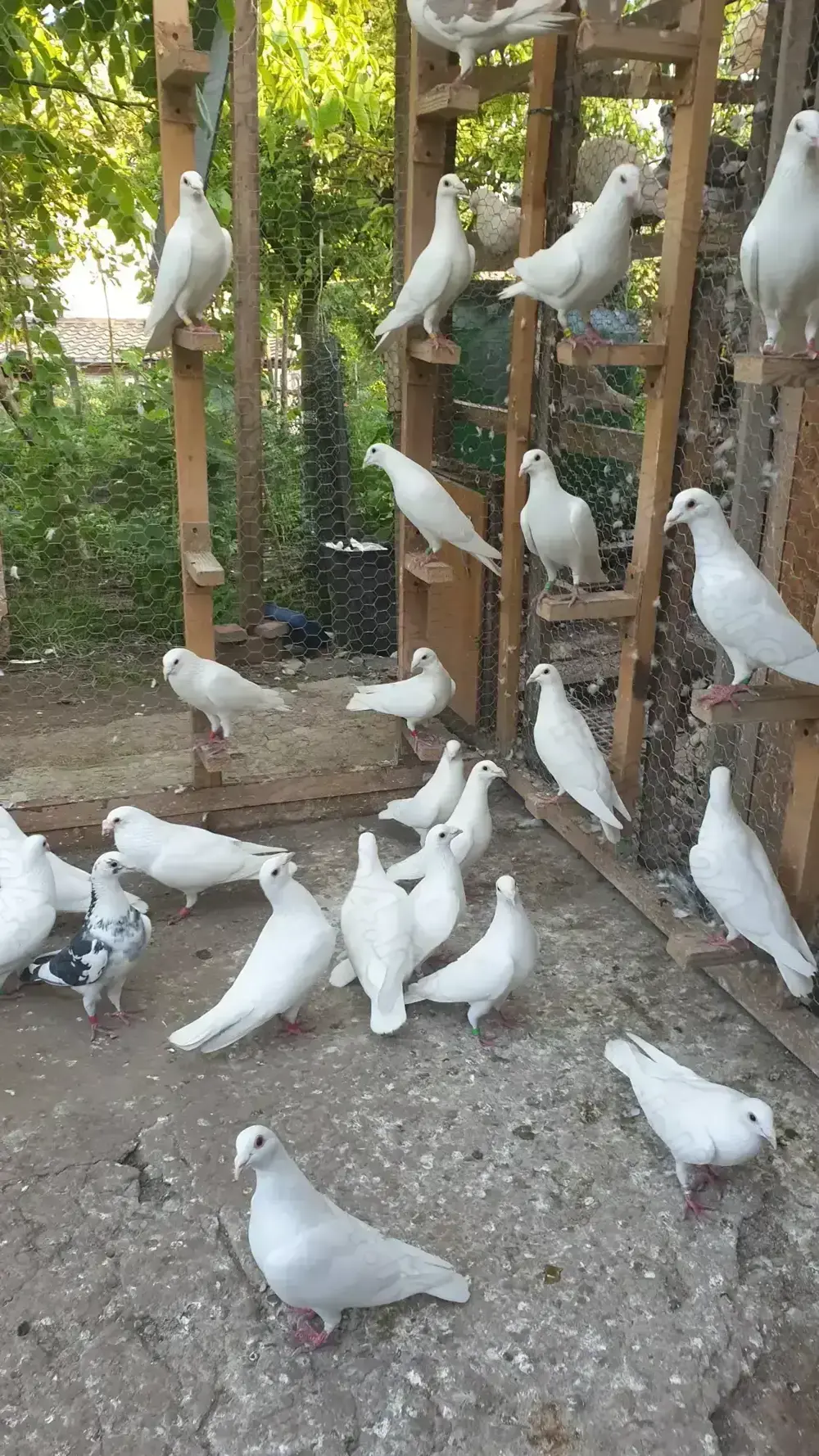 Ocazie! Vand voiajori albi sport vaccinati de Paramixoviroza!