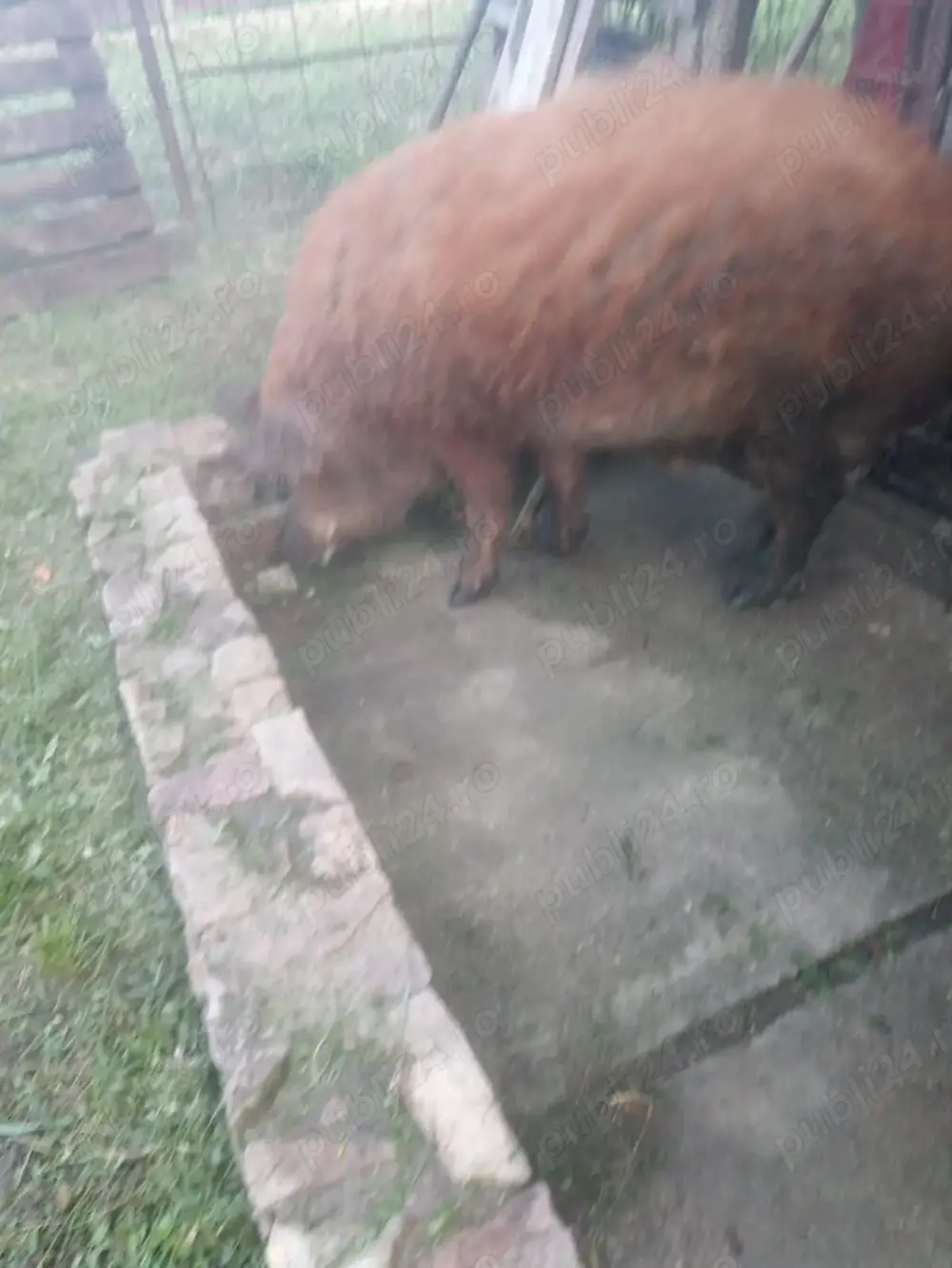 Vând vierut mangalita Vând vierut mangalita