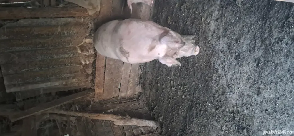 porc de vinzare porc de vinzare