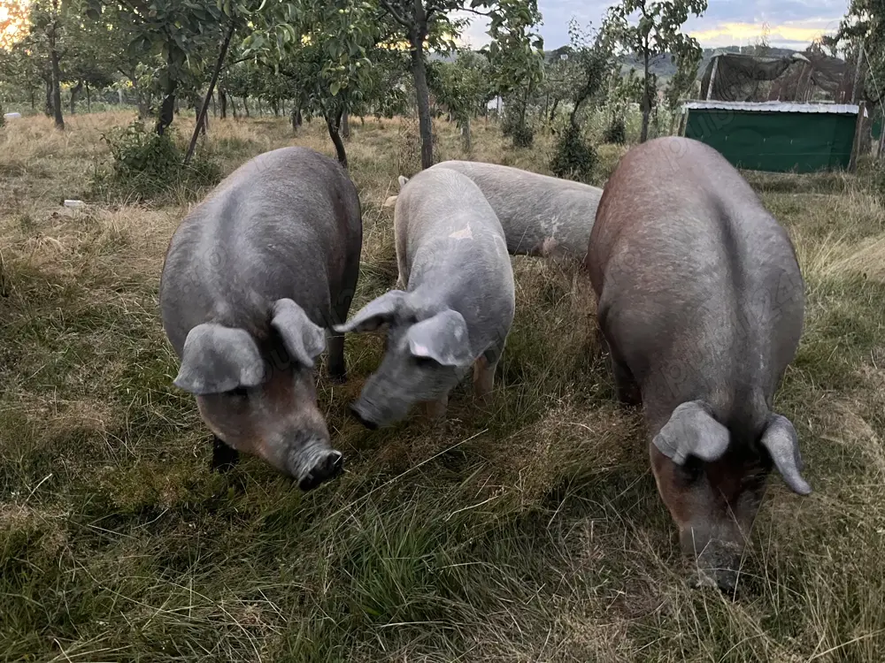 Porci mangalița  duroc