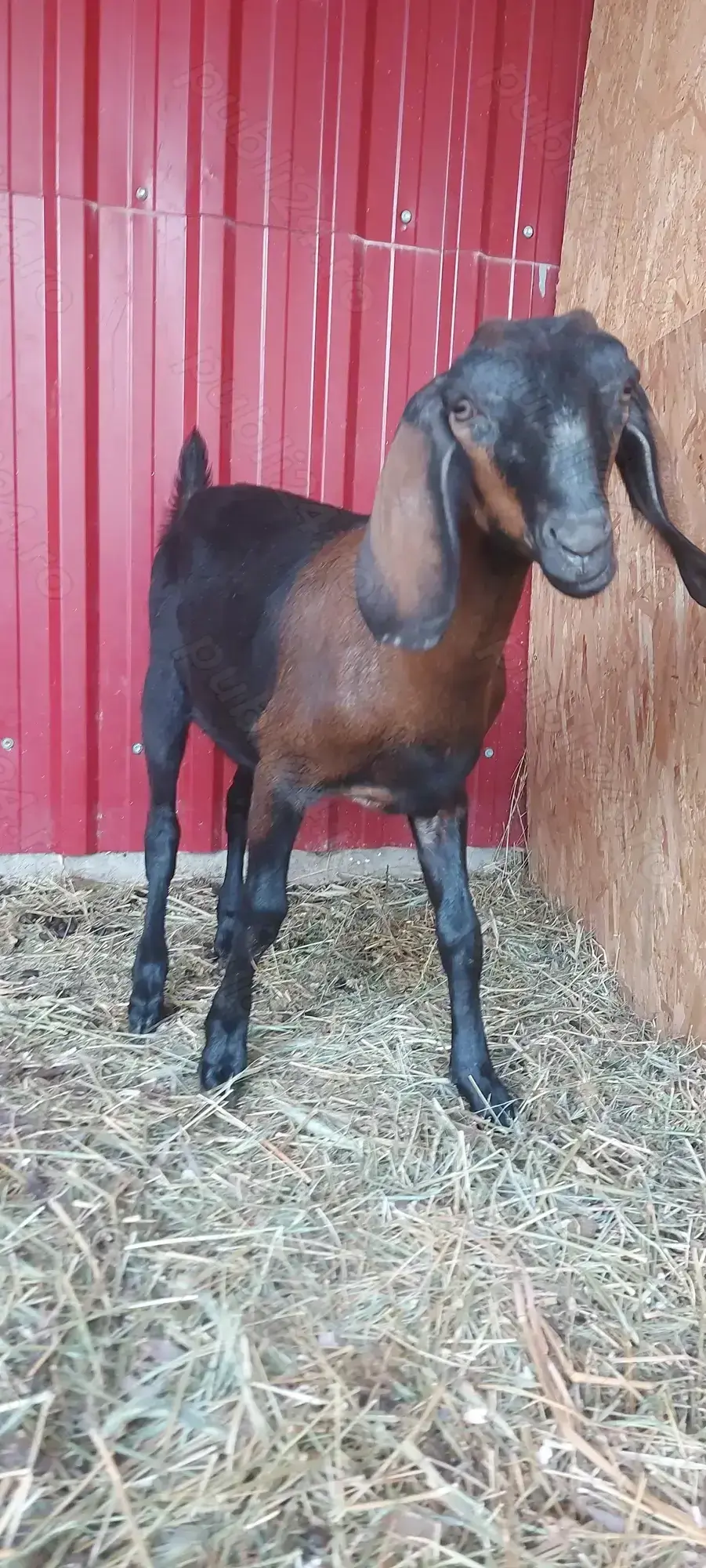 De vânzare ieduță 