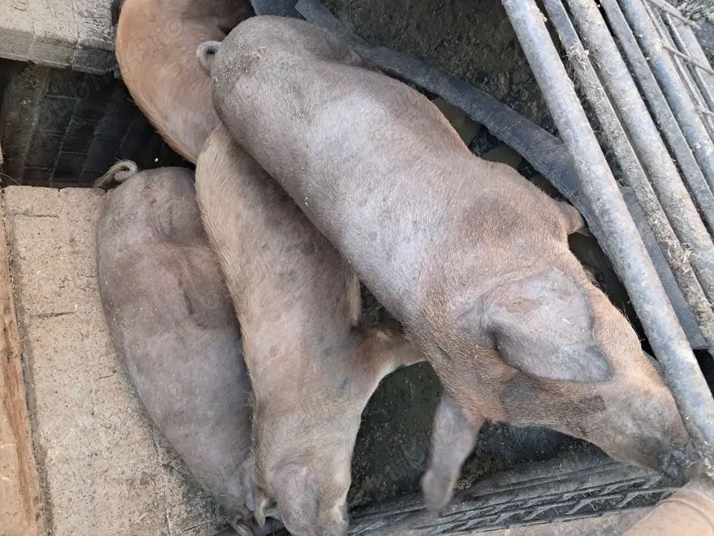 Vand porcii rasa duroc Vand porcii rasa duroc