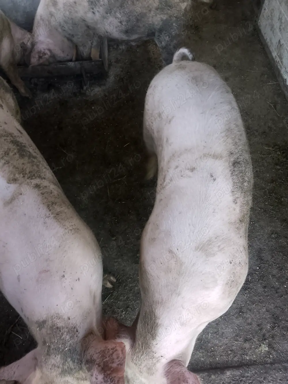 Vând porci de carne Vând porci de carne