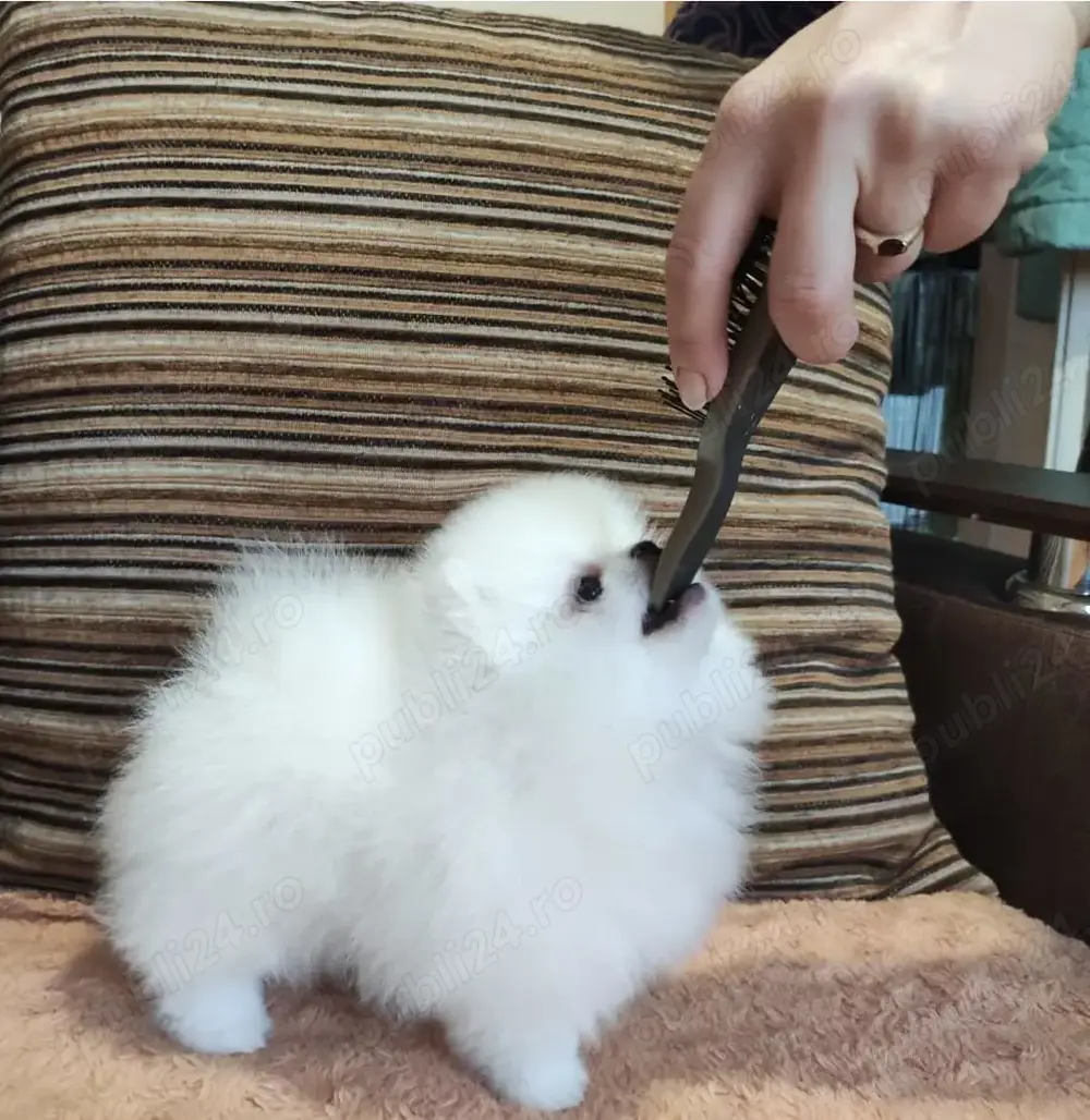 Pomeranian mini toy