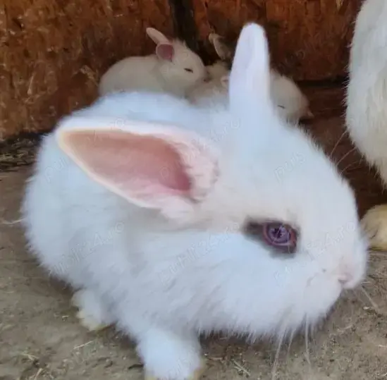 Iepuri pititci -Pui Iepuri pititci -Pui