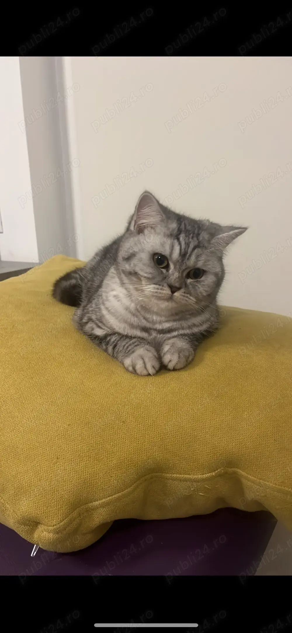 Femela 11 luni british Femela 11 luni british