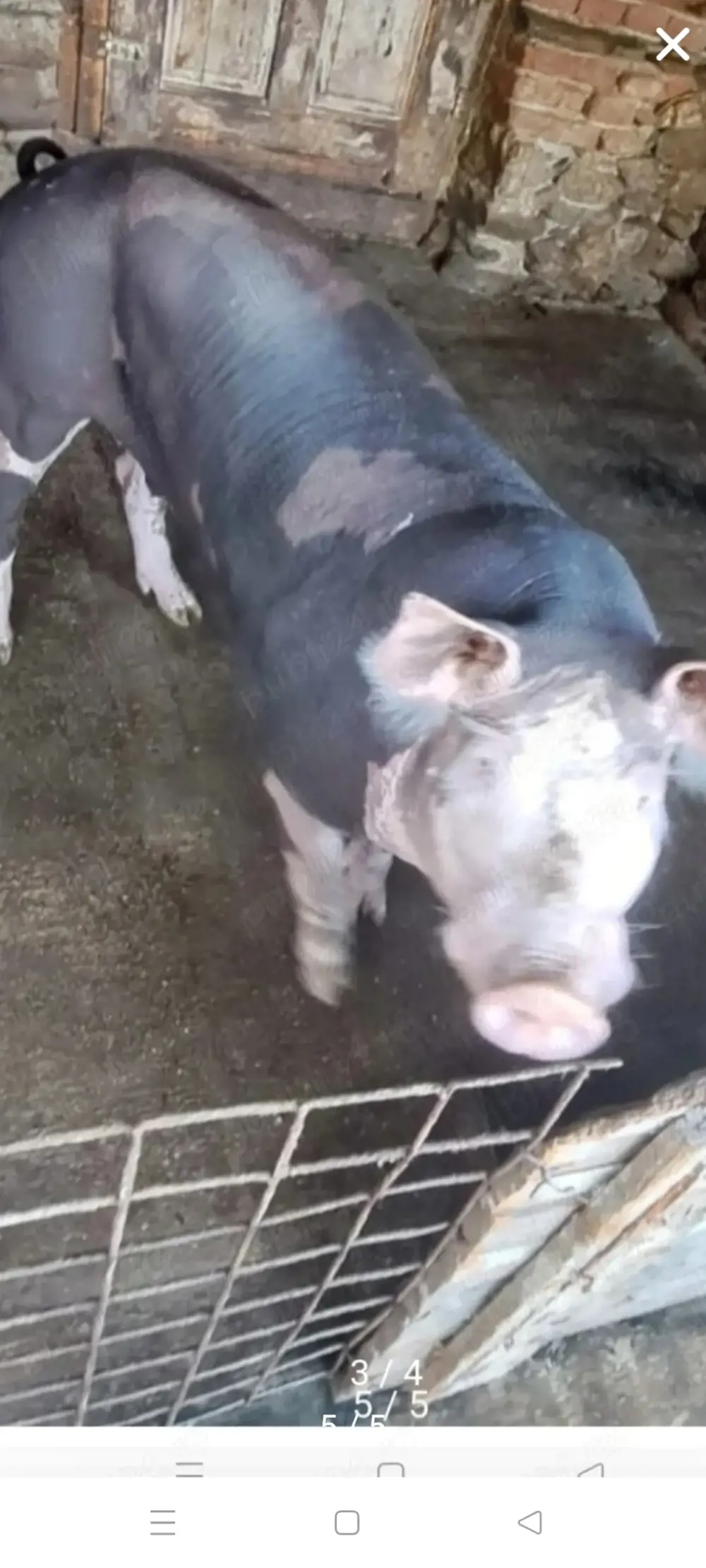 Vier Pietrain Belgian Pur,disponibil,200 kg.