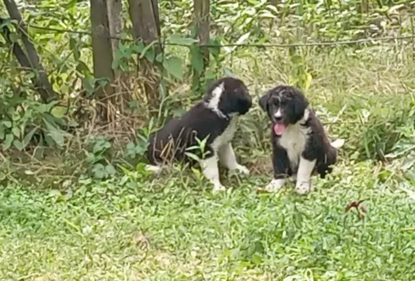 Ciobanesc Corb de 3 saptamani