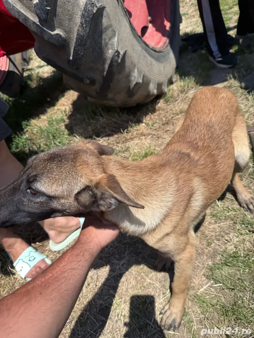 Căței ciobanesc belgian malinois Căței ciobanesc belgian malinois