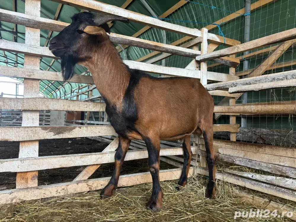 Țap de prăsilă, pentru monta