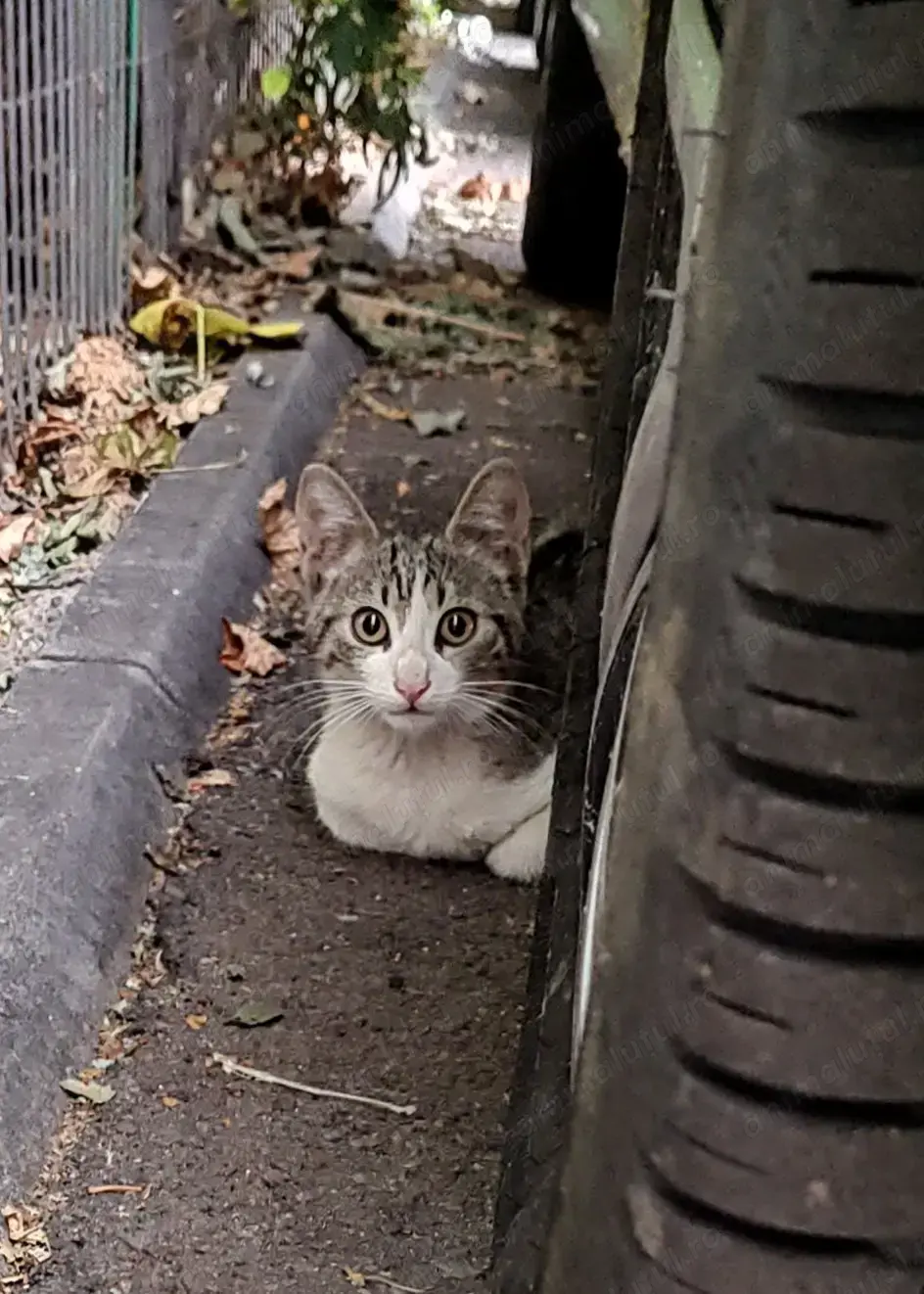 7 pisoiasi draguti si mamele lor isi cauta casuta