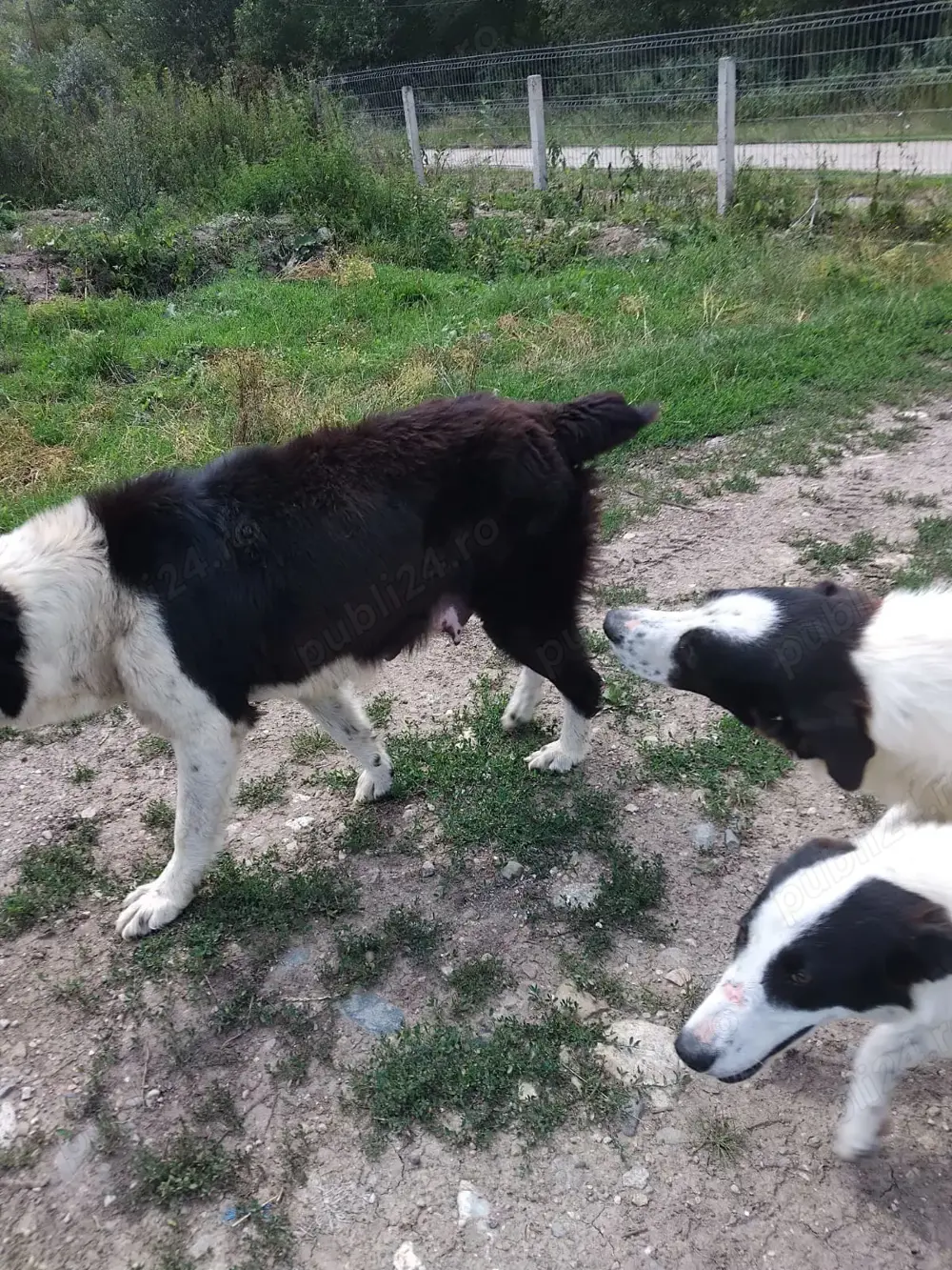 Angajez personal pentru ferma vaci