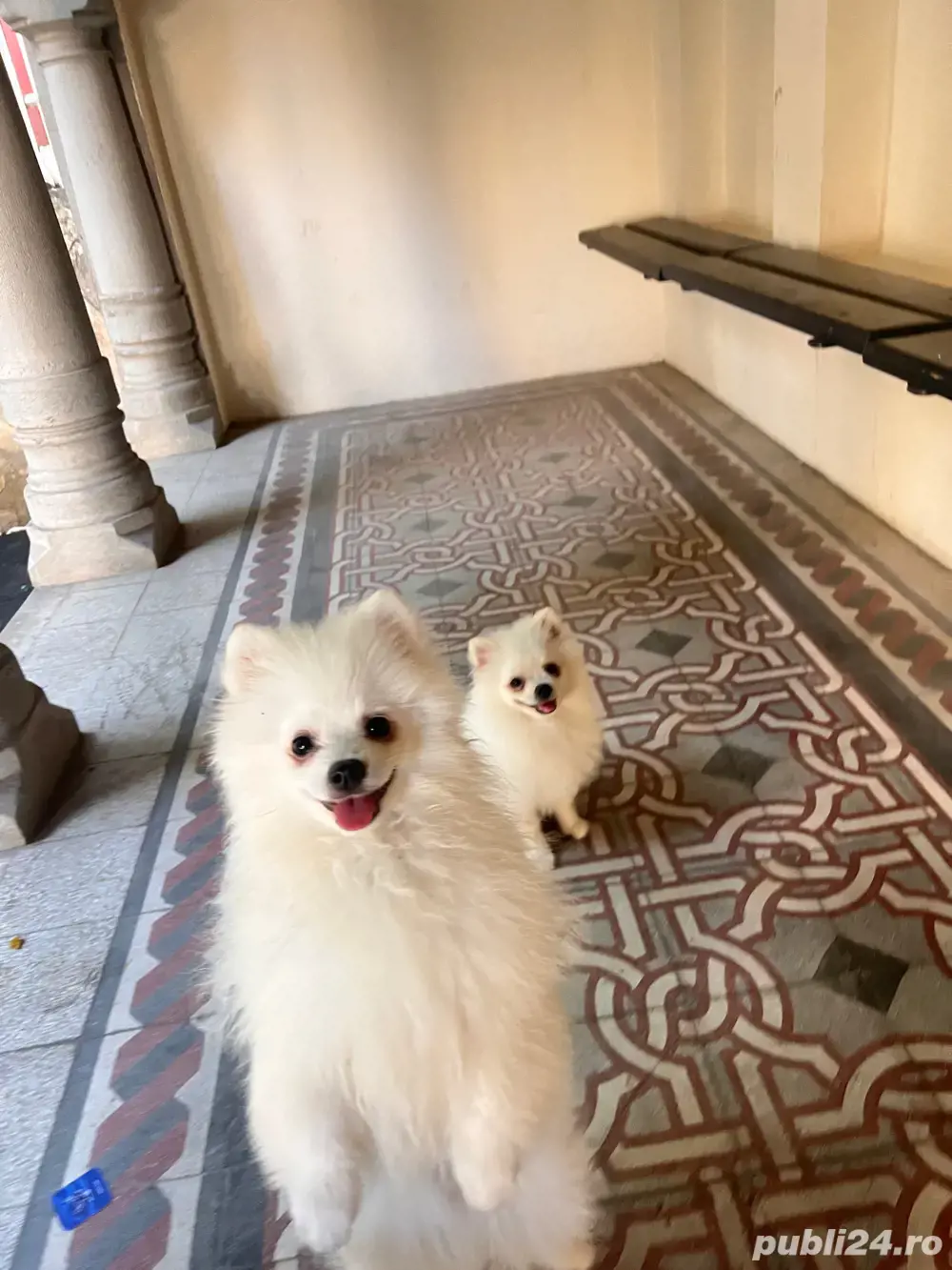 Pomeranian toy superb! Pomeranian toy superb!