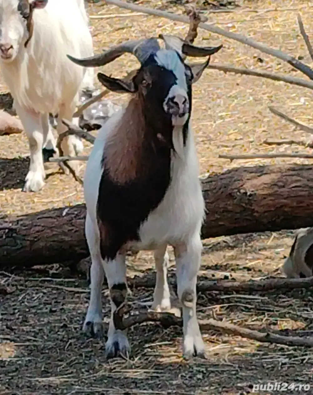 SUPER OFERTA! Mini caprite  companie  terapie  copii  capre pitice