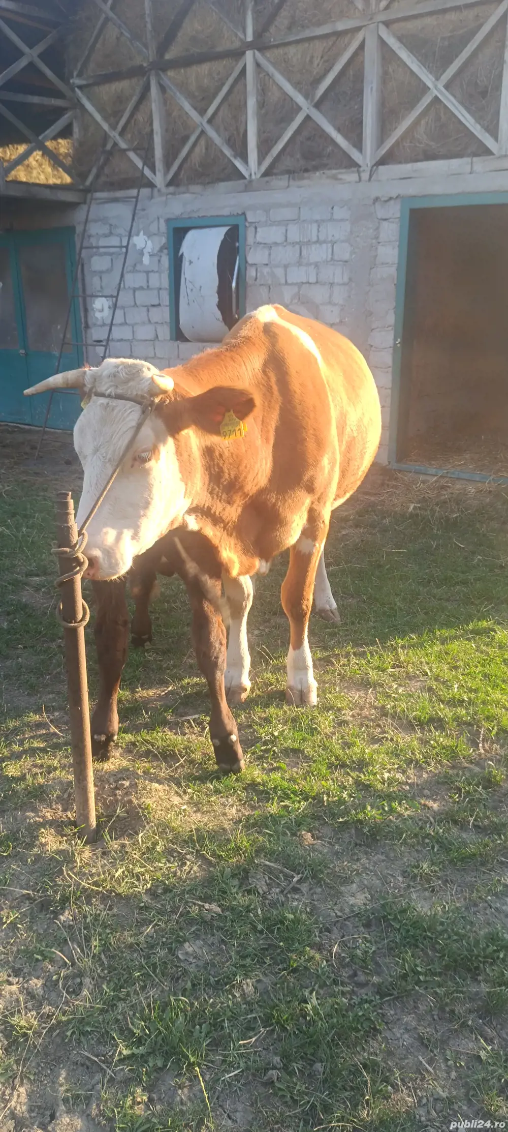 Vaca de vânzare cu vital  Vaca de vânzare cu vital