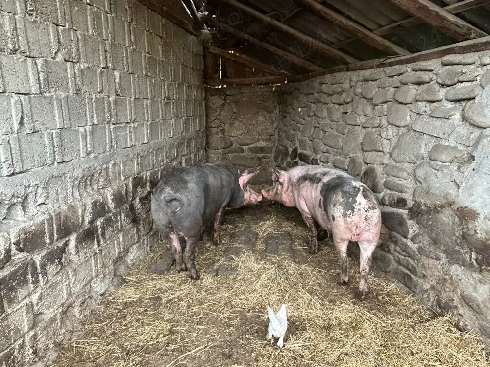 Porci Pietrain   carne slabă, gustoasă, musculoasă!