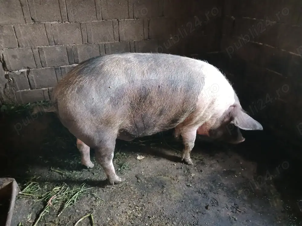 Vând porc gras 160-170kg 