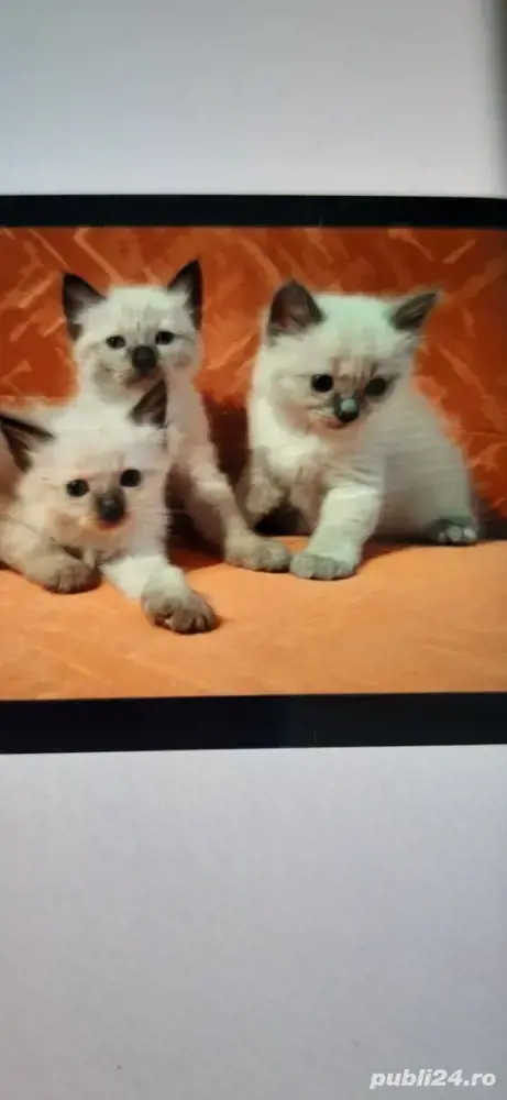 pisica birmaneza pui mici cu ochii albastri