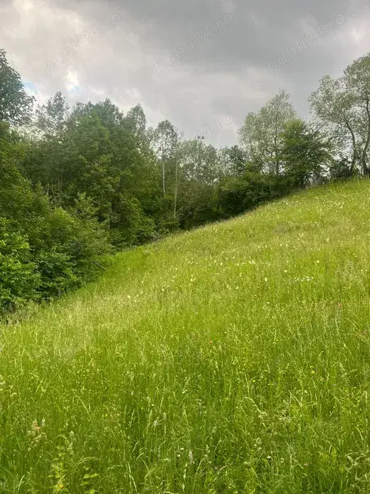 Teren intravilan 7426 mp de vanzare in Valea Doftanei utilitati la limita proprietatii   