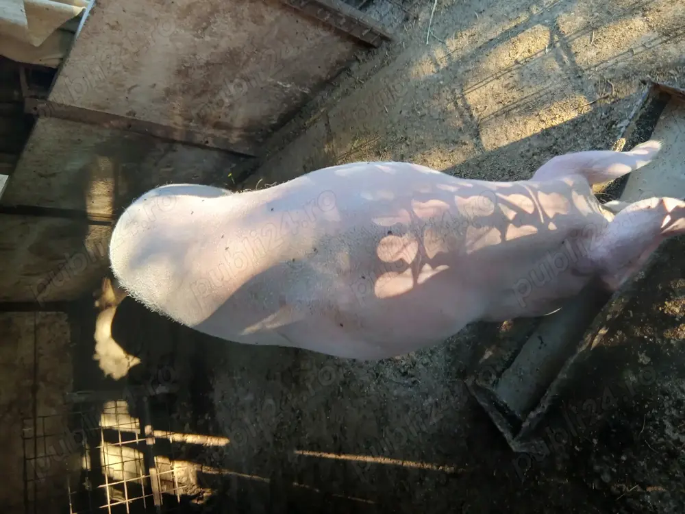 Vând porc  Vând porc