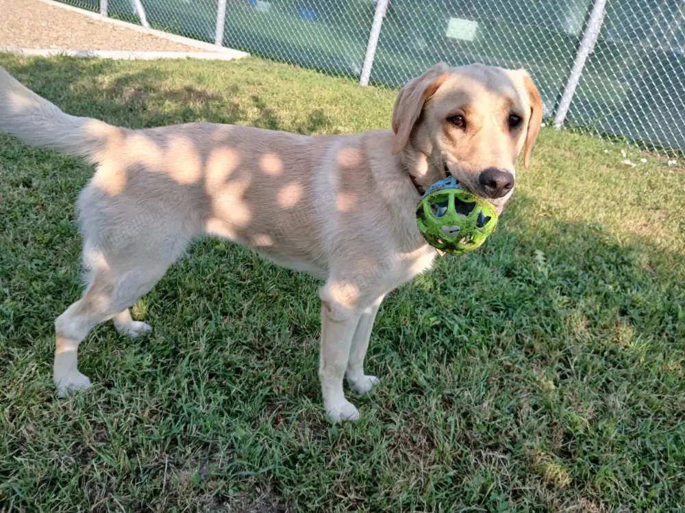 Pensiune pentru câini 