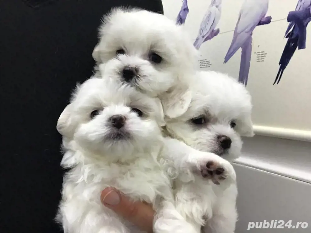 Asigur transport !!! Pui Bichon Maltez mini toy rasa pura !!!