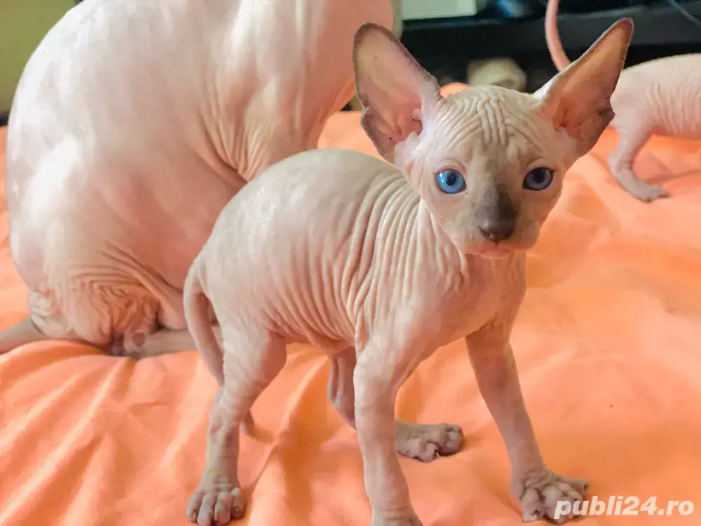 Pisicute Sphynx Sfinx Pisicute Sphynx Sfinx