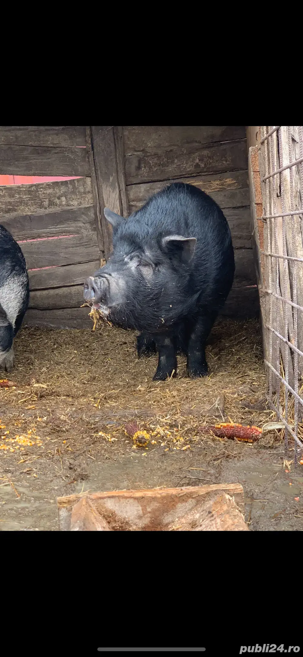 porci de vanzare  porci de vanzare