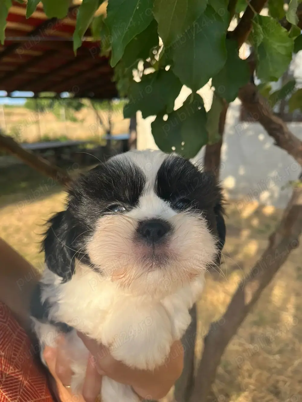 Băieți shih tzu adorabili Băieți shih tzu adorabili