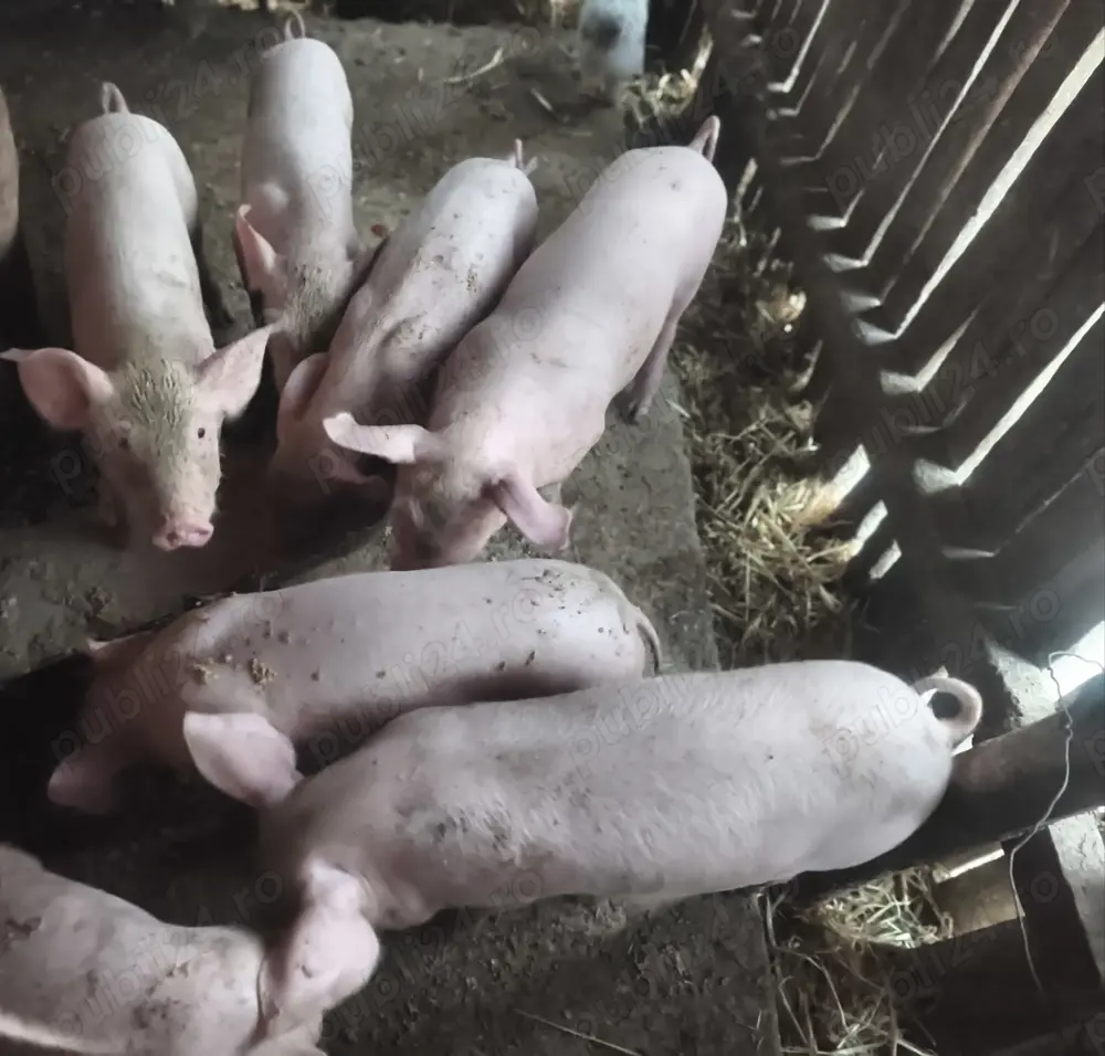 Groștei de vânzare 