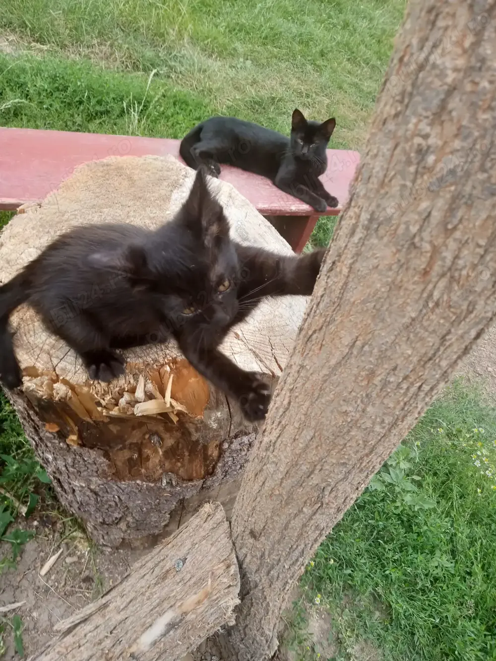 Pisici pentru adoptie gratuit Pisici pentru adoptie gratuit