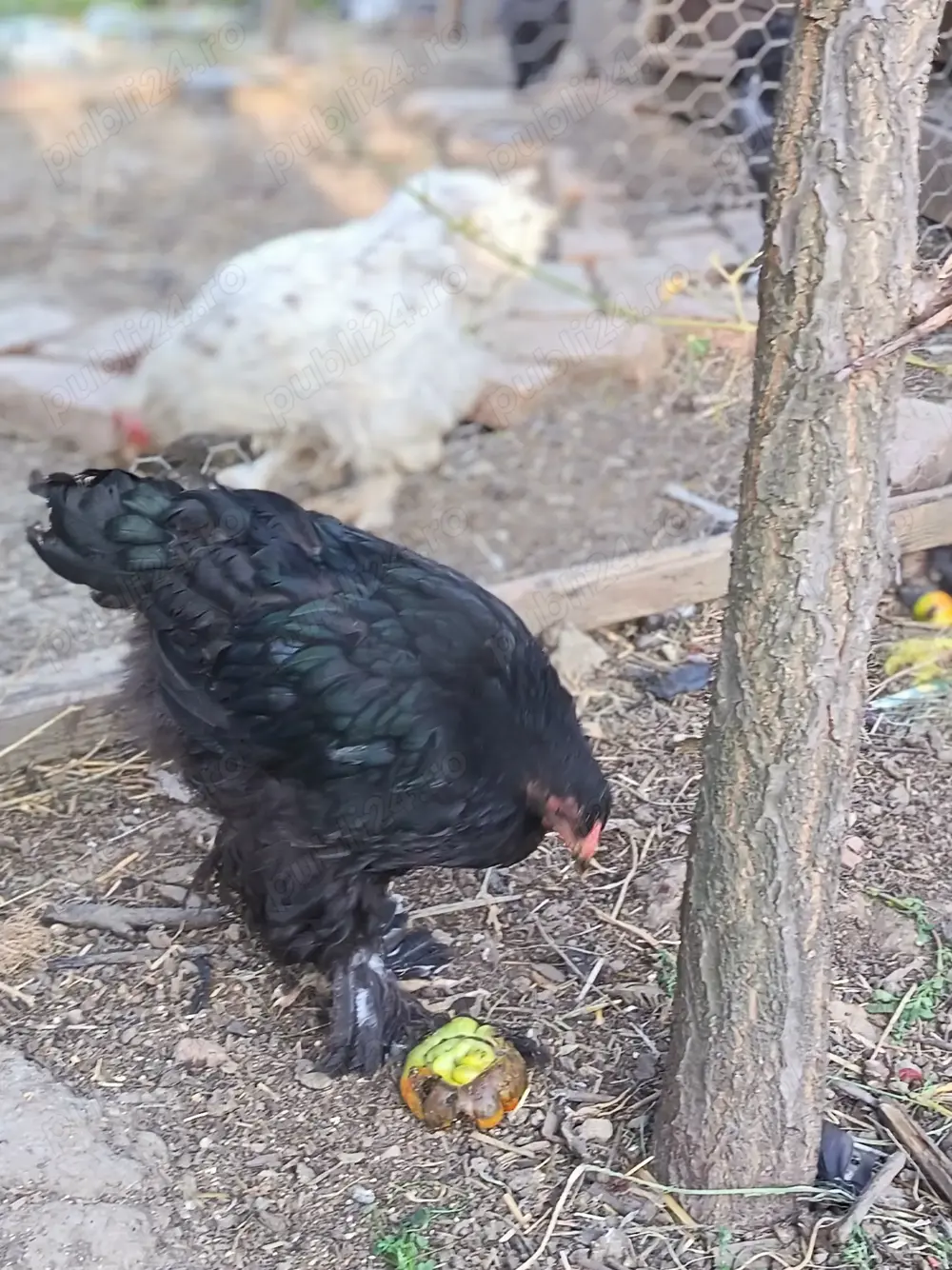 Pui mari de găini Brahma Pui mari de găini Brahma