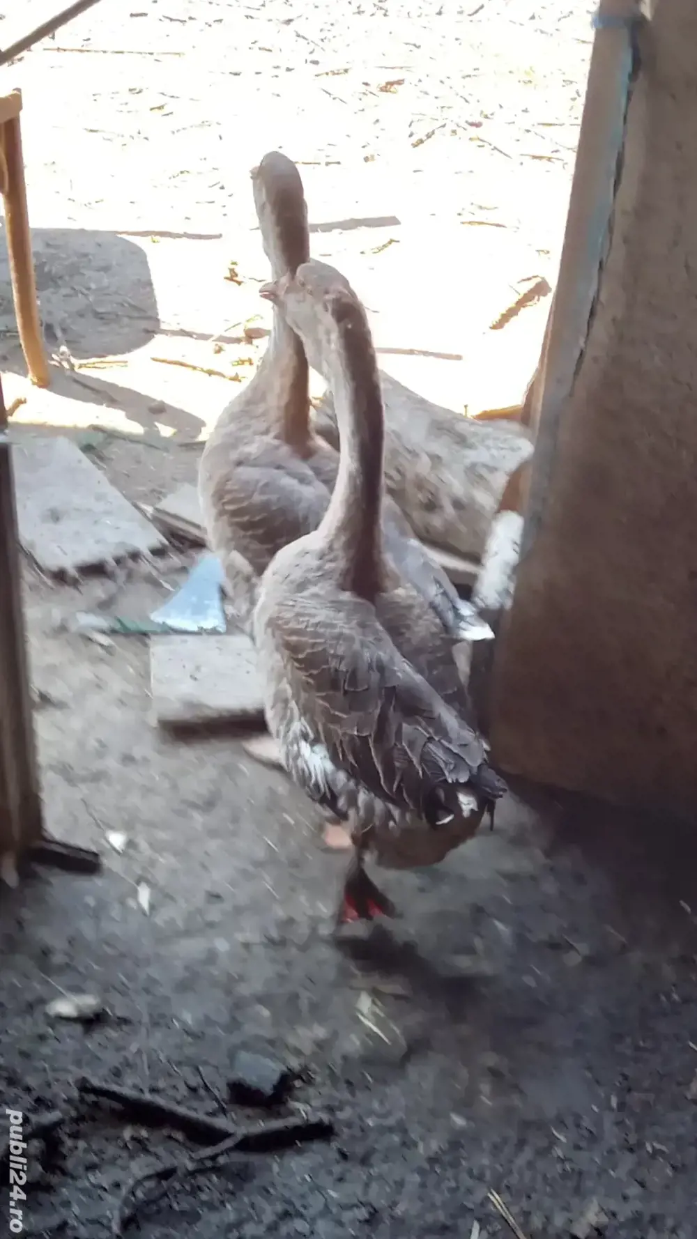 vănd  familie de găste americane 