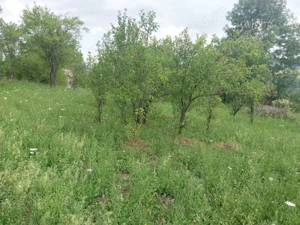 Vând teren intravilan