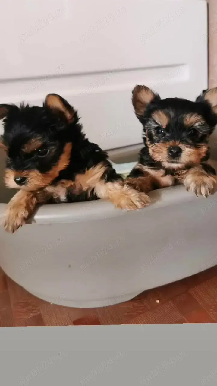 Yorkshire Terrier toy 