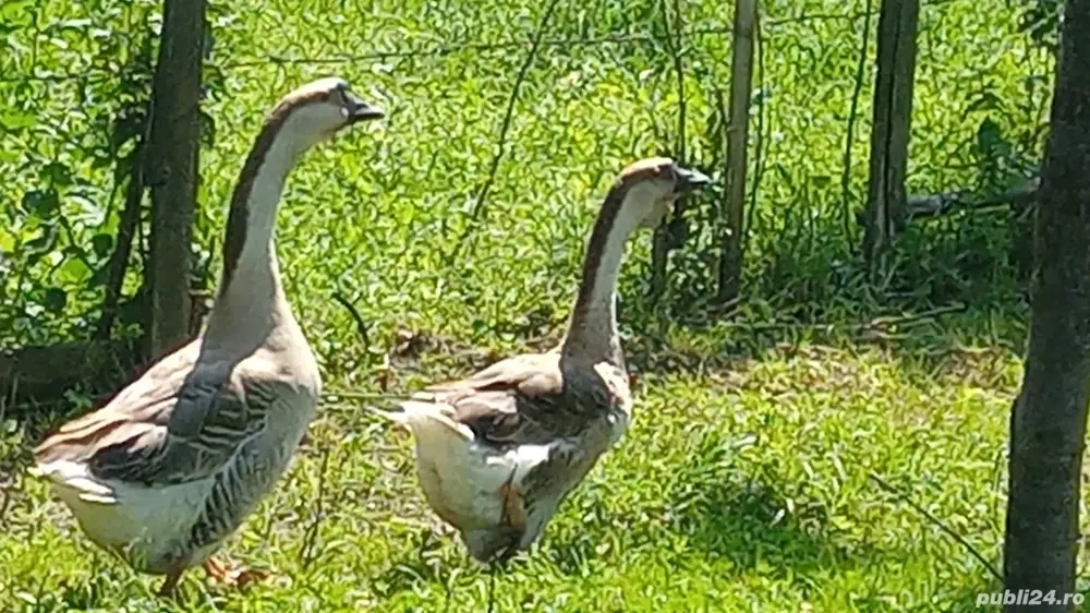 vănd schimb găste chinezești 