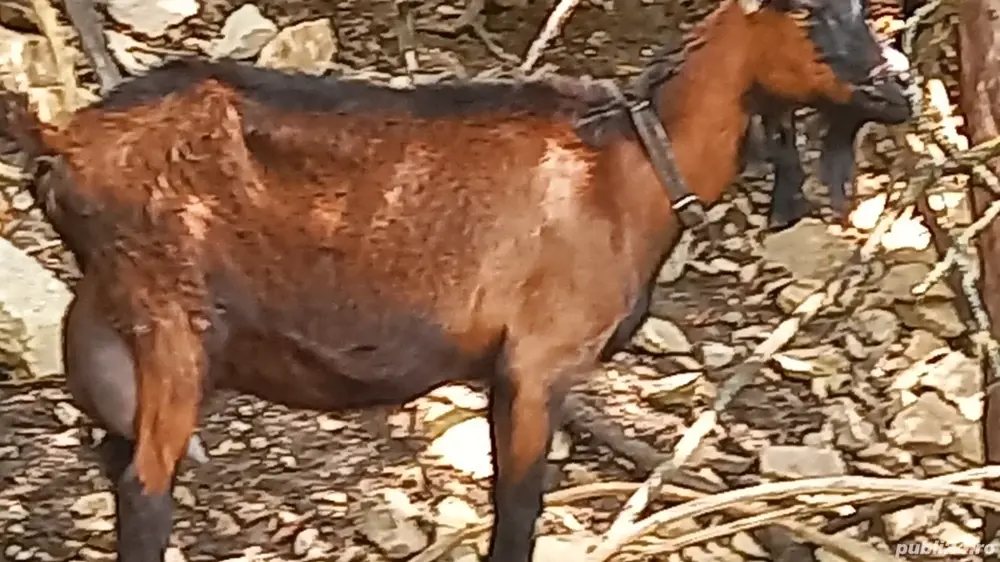 vand capre alpine vand capre alpine