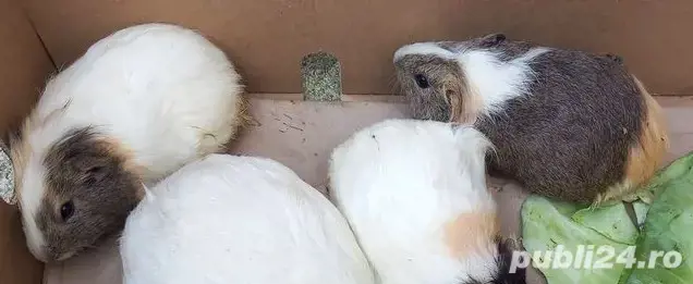 Porcusori de guineea 