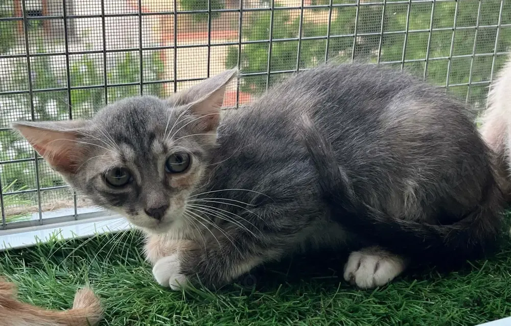 Pisicuta metis British Shorthair pui, gratuit