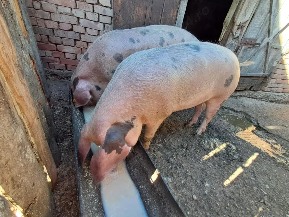 Vând porci pentru taiat