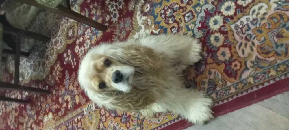 Cazare catei  Petsitting la domiciliul meu