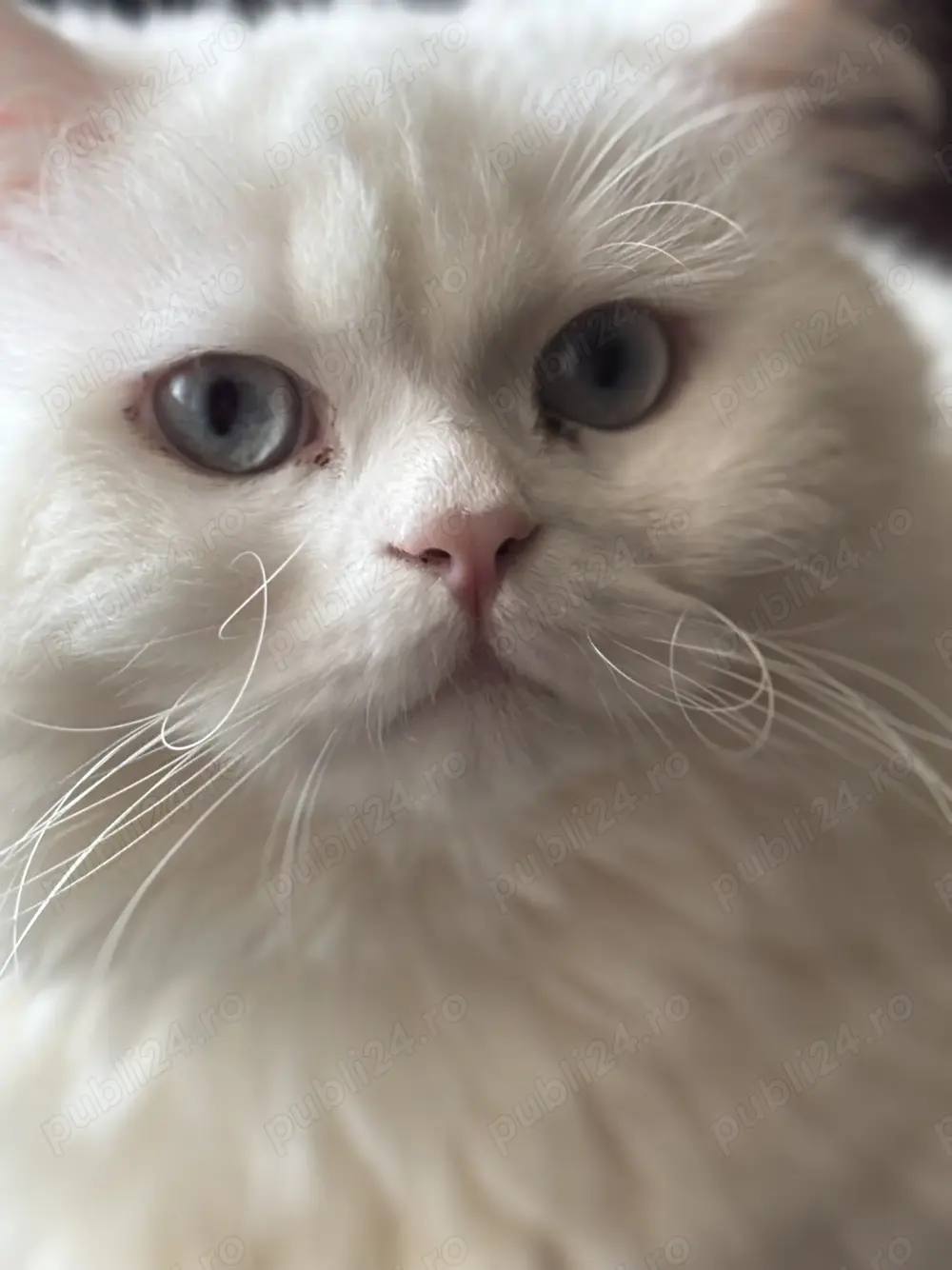 Motan british superb 11 luni 